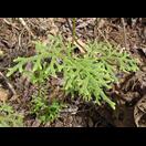 Vermutlich ein Vertreter der Bärlappgewächse